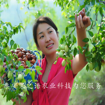 阿拉善盟1cm冬枣树种植技术质优
