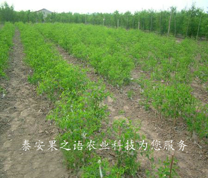 河池2cm枣树苗今年报价订购热线