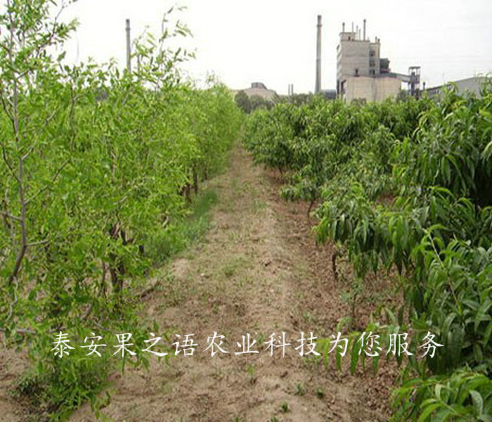 冬枣树苗品种有哪些、景德镇3公分冬枣树种植技巧