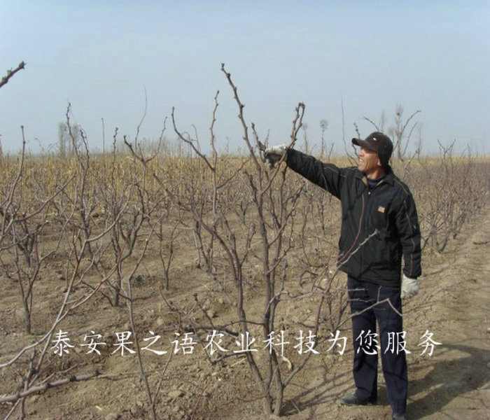 冬枣树苗品种有哪些、景德镇3公分冬枣树种植技巧