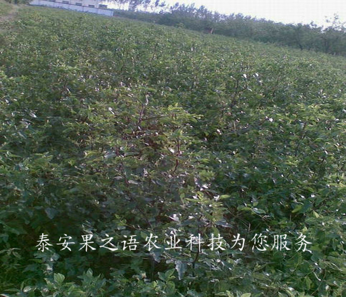 上海周边6cm枣树电话