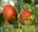 无锡2cm冬枣树苗品种有哪些咨询电话图片
