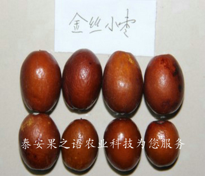 7cm枣树价格实惠、泰州3公分俊枣树苗价格表