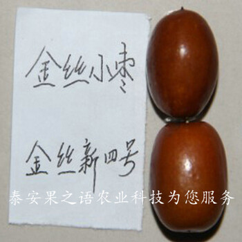 8公分俊枣树市场前景、泸州贵妃枣苗批发商