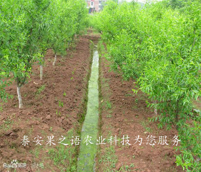 银川8公分枣树供应商订购热线