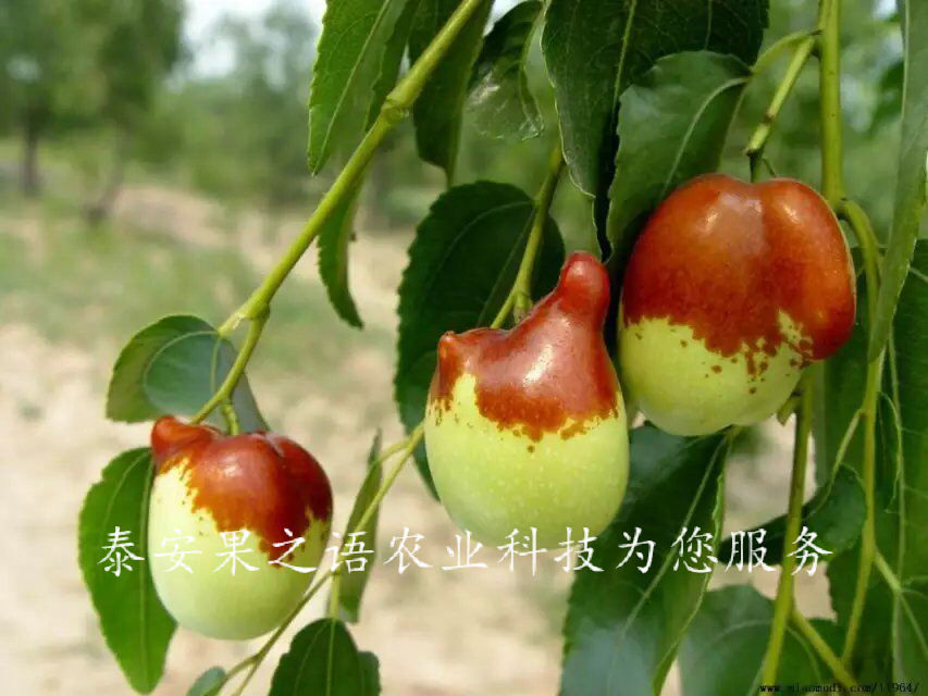 南平1cm枣树种植技术质优