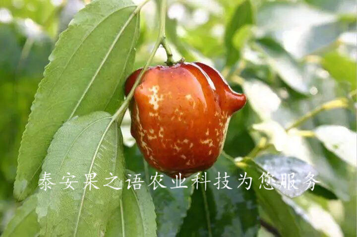 秦皇岛7公分冬枣树成长特性订购热线