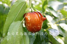 晋中6cm俊枣树供应质优图片2