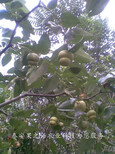晋中6cm俊枣树供应质优图片5