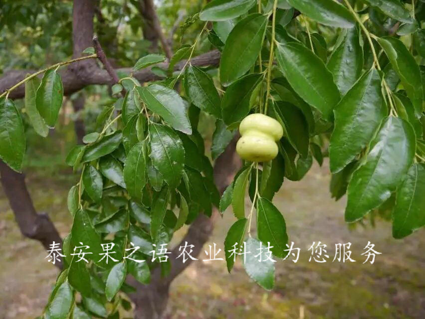 和田2cm冬枣树苗种类繁多订购热线
