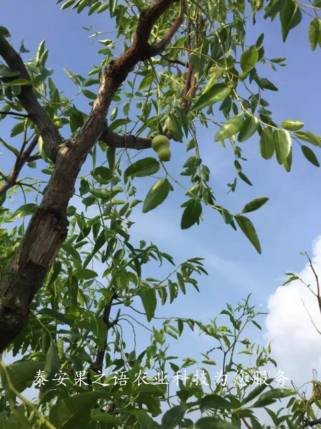 西城2cm冬枣树种类繁多订购热线