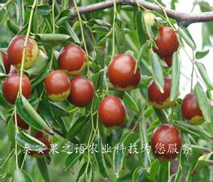 秦皇岛4公分俊枣树种类繁多订购热线
