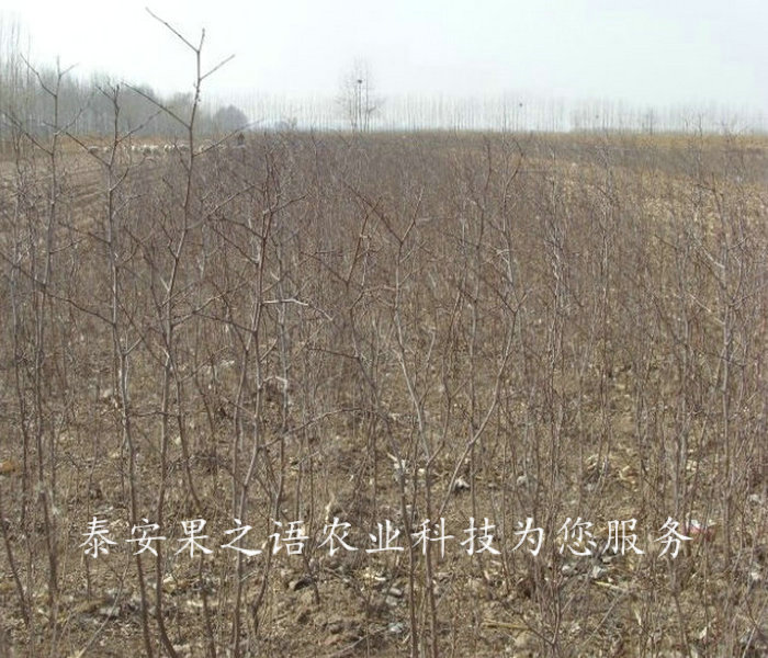 金丝枣树苗种植技术、顺义园铃枣树苗成长特性