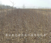 7cm贵妃枣树现货、朔州1公分枣树从哪里引进成熟期是几月成熟期是几月图片1