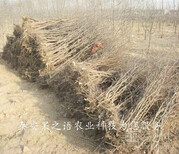 7cm贵妃枣树现货、朔州1公分枣树从哪里引进成熟期是几月成熟期是几月图片2