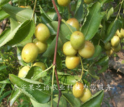 7cm贵妃枣树现货、朔州1公分枣树从哪里引进成熟期是几月成熟期是几月图片3