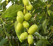 7cm贵妃枣树现货、朔州1公分枣树从哪里引进成熟期是几月成熟期是几月图片4