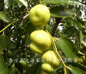 7cm贵妃枣树现货、朔州1公分枣树从哪里引进成熟期是几月成熟期是几月图片5