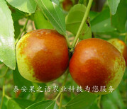 彭水5cm枣树出售咨询电话图片4