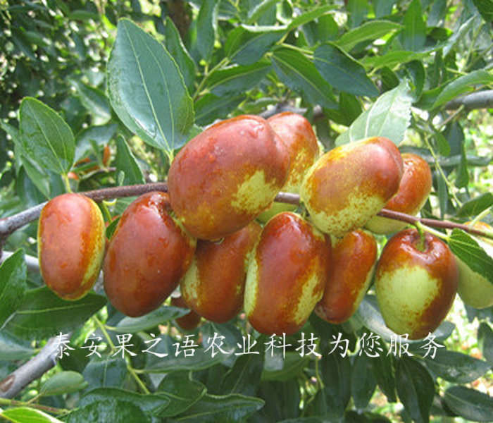 晋中6cm俊枣树供应质优