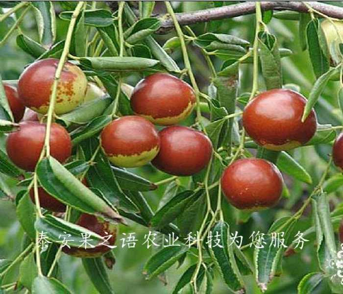 善盟1cm冬枣树种植技术质优