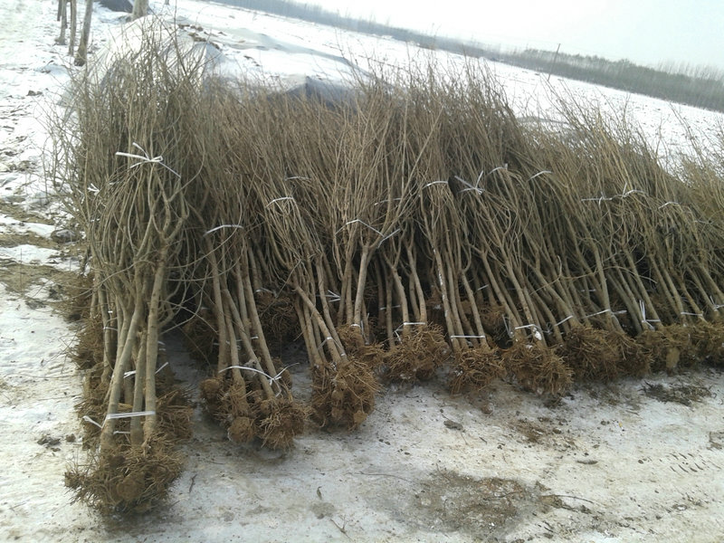 梅州1公分石榴苗种植时间订购热线