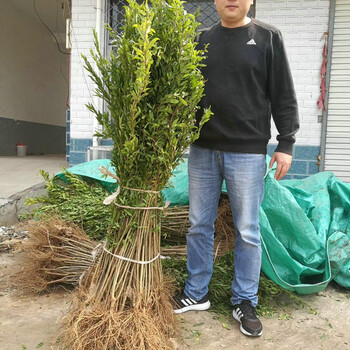 莱芜观赏石榴树价格种植技术咨询电话