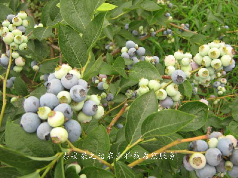 新千年蓝莓苗报价一览表、塔城赫伯特蓝莓苗哪里有卖