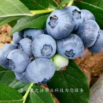 蓝莓苗基地供应、蓝莓苗订购热线