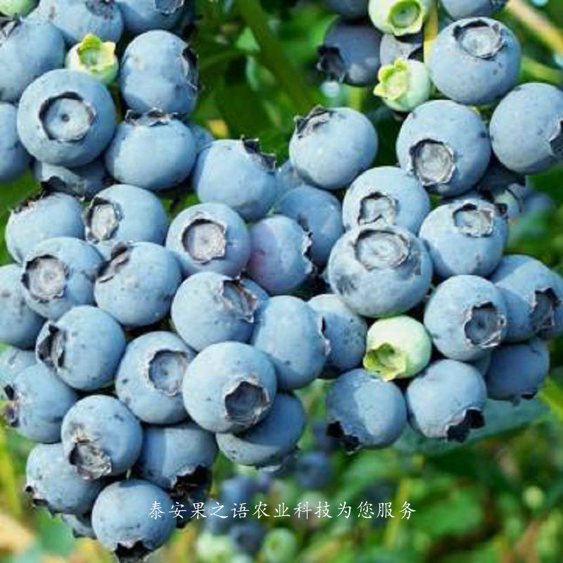 张掖南陆蓝莓苗品种2018报价