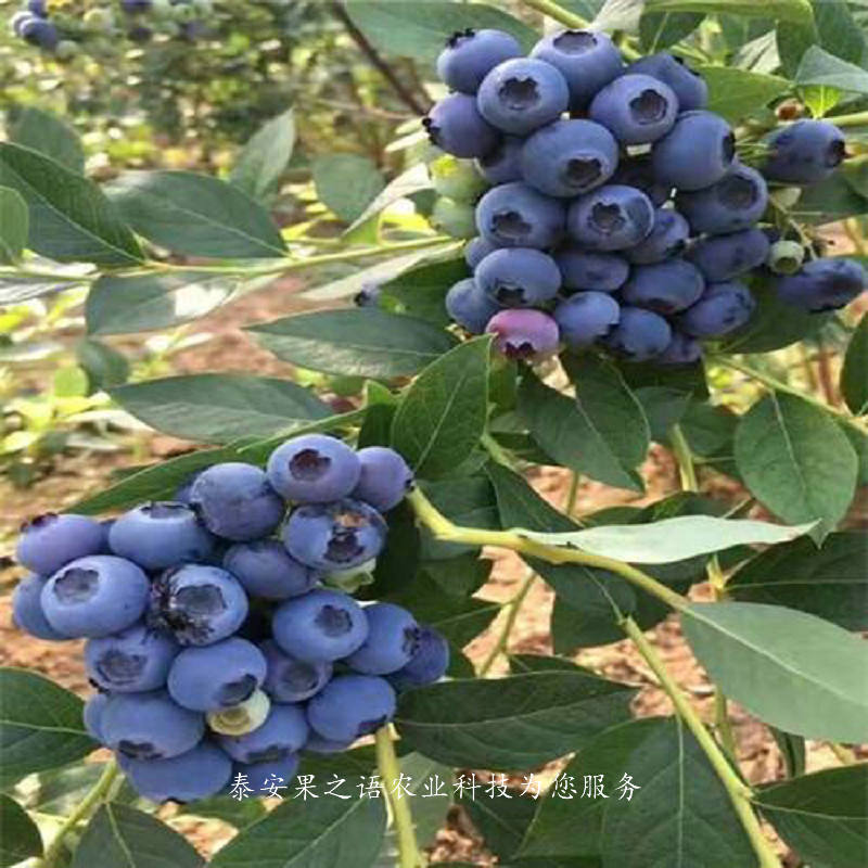 汉中南陆蓝莓苗今年报价电话