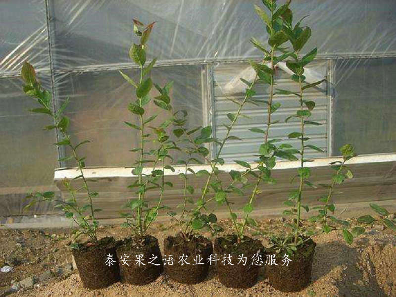 南京蓝宝石蓝莓苗品种有哪些订购热线