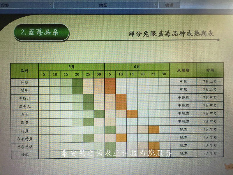 荆门矮丛蓝莓苗种植基地2018报价