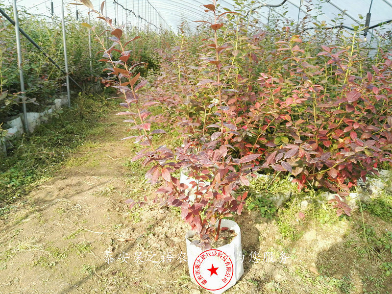 坤蓝蓝莓苗新品种价格基地、唐山绿宝石蓝莓苗批发