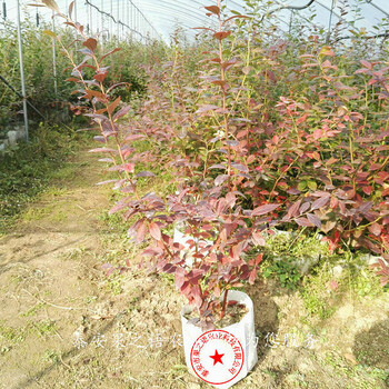 顶峰蓝莓苗批发商、上海周边布来特兰蓝莓苗