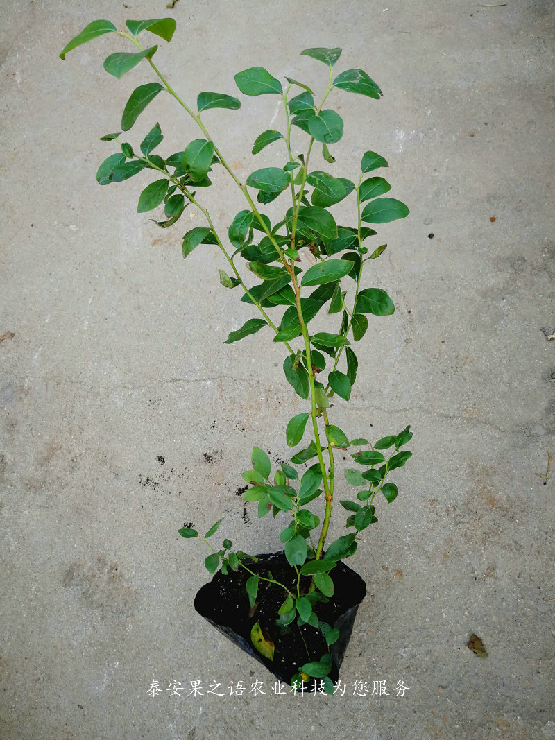 乌达德蓝莓苗种植技术、锦州沃农蓝莓苗种植基地