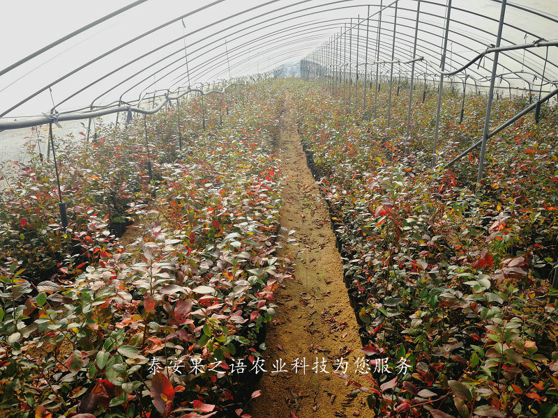 新千年蓝莓苗品种怎么样、津南绿宝石蓝莓苗如何挑选