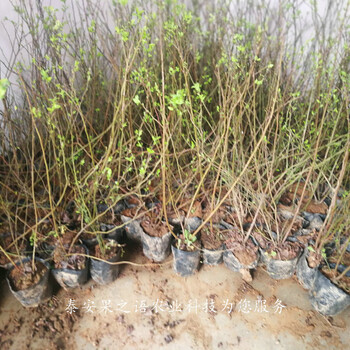 乌达德蓝莓苗种植技术、锦州沃农蓝莓苗种植基地