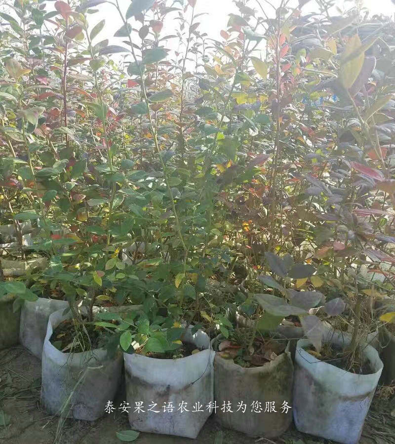 荆门矮丛蓝莓苗种植基地2018报价