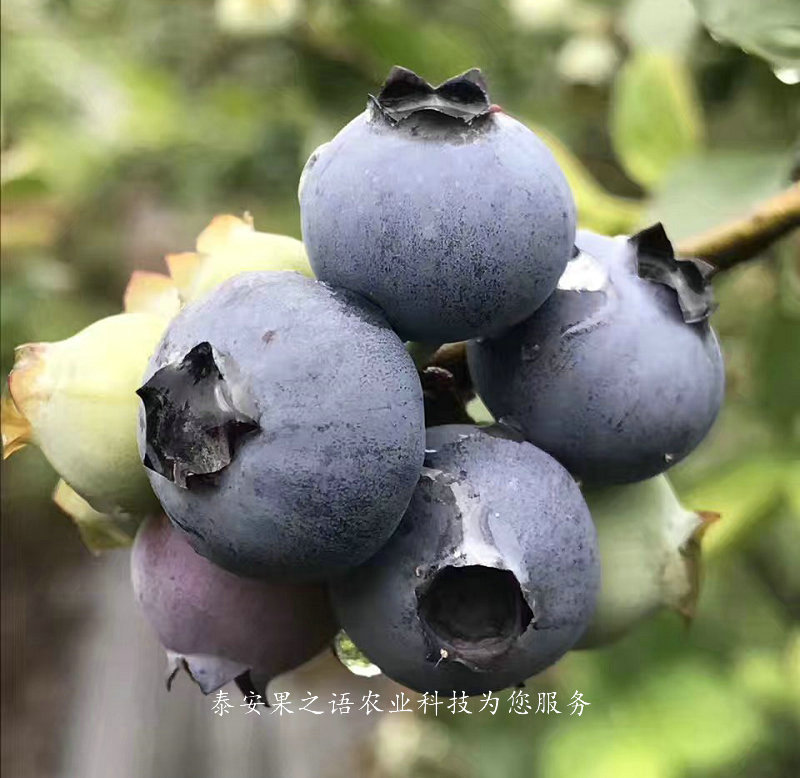 瞳仁蓝莓苗种植基地、菏泽伯克利蓝莓苗多少钱一棵