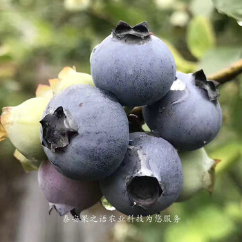 迪克西蓝莓苗如何挑选、伊犁哈萨克巨峰蓝莓苗真正适合南方种植的品种