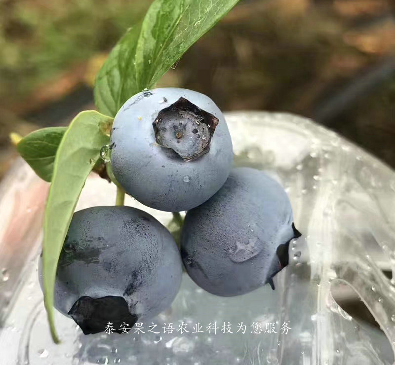 哈里森蓝莓苗、林芝4年蓝莓苗一棵的价钱
