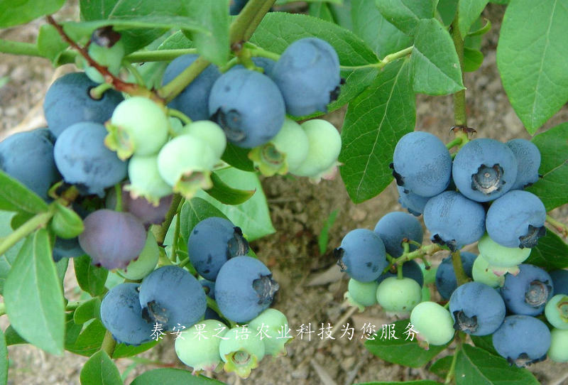南岸木兰蓝莓苗种植技术电话