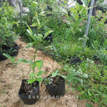 新千年蓝莓苗品种怎么样、津南绿宝石蓝莓苗如何挑选图片4