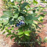 新千年蓝莓苗品种怎么样、津南绿宝石蓝莓苗如何挑选图片5