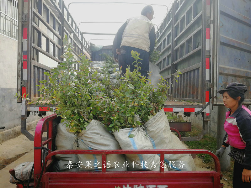 瞳仁蓝莓苗种植基地、菏泽伯克利蓝莓苗多少钱一棵