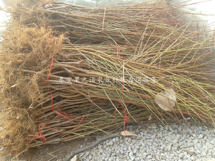 5cm桃樹價(jià)格、5cm桃樹品種有多少價(jià)格