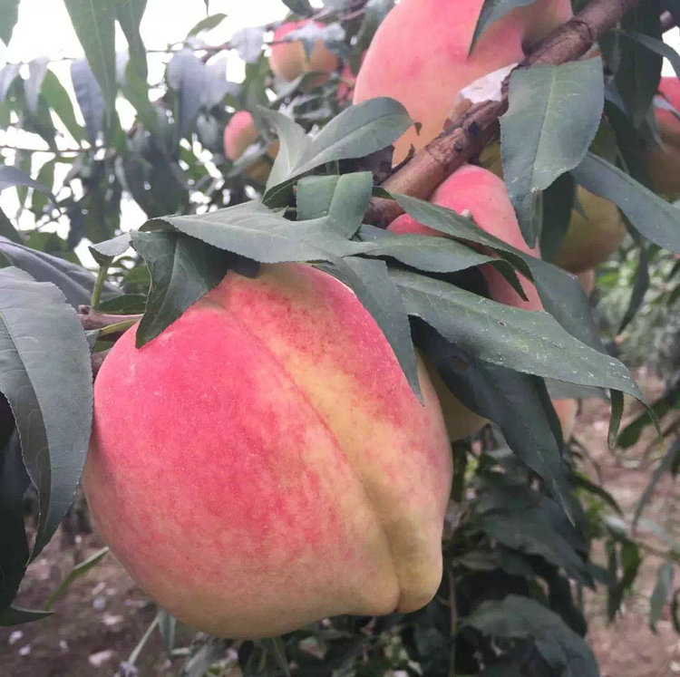 桃樹小苗 桃樹小苗出售