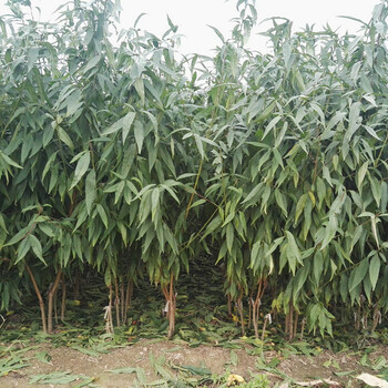 3cm桃樹3cm桃樹批發(fā)
