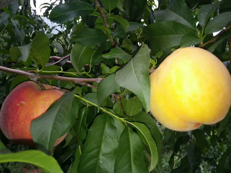 桃樹 桃樹種植時間